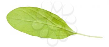 back side of leaf of fresh marjoram (Origanum majorana) plant isolated on white background