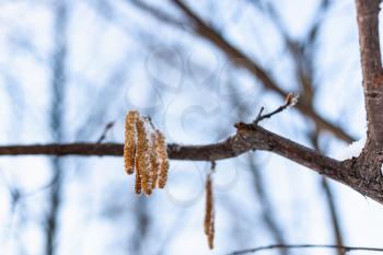 frozen fresh catkins on alder tree close-up in forest after last snowfall in spring evening