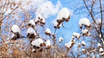panoramic view of snow-covered capitula of burdock close-up in forest on sunny spring day