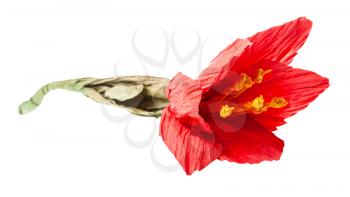handmade artificial red flower made of crepe paper isolated on white background