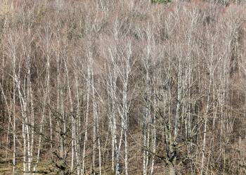 natural background - above view of bare trees in forest on sunny March day
