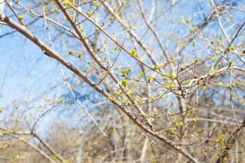 tree branches with new foliage in city park on sunny spring day (focus on green leaves on the twig on foreground)