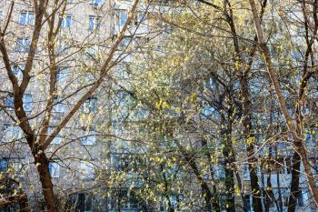 sunlit trees with young foliage and apartment house on background in spring