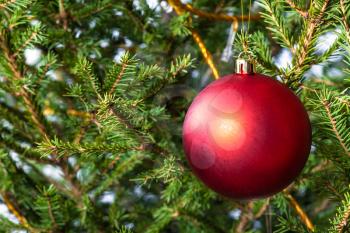 matte red ball on twigs of natural christmas tree close-up
