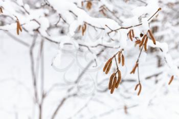 catkins of alder tree close-up in snowy forest of Timiryazevsky park in Moscow city on winter day