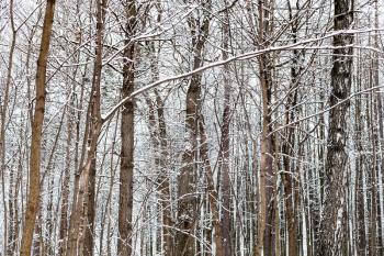 bare brown tree trunks in snowy forest of Timiryazevsky park in Moscow city on winter day