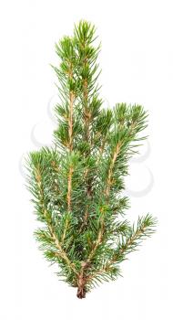 fresh twigs of natural spruce ( white spruce, picea glauca conica) isolated on white background