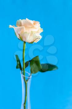 vertical still-life - natural yellow and white rose flower in glass vase with blue background (focus on the bloom)