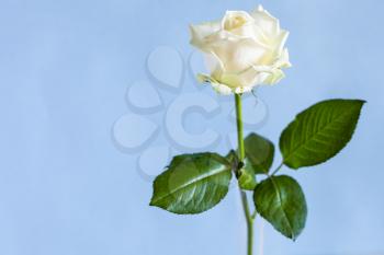 horizontal still-life with copyspace - single fresh white rose flower in glass vase with pale blue pastel background (focus on the bloom)