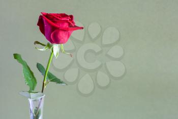 horizontal still-life with copyspace - single fresh red rose flower in glass vase with green khaki color paper background (focus on the bloom)