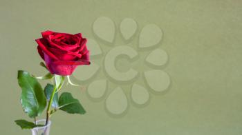 horizontal panoramic still-life with copyspace - single fresh red rose flower with olive color paper background (focus on the bloom)