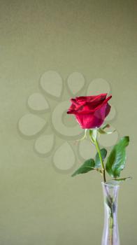 vertical panoramic still-life with copyspace - single fresh red rose flower in glass vase with olive color textured paper background (focus on the bloom)