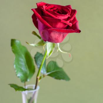 square still-life - natural red rose flower in glass vase with olive color background (focus on the bloom)
