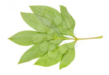 back side of natural twig with green leaves of peony plant isolated on white background