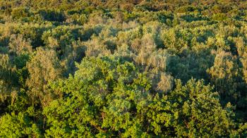 above view of oak tree with lush foliage in green forest in sunny summer evening