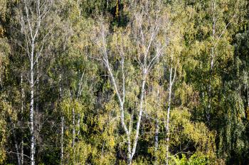 above view of birch trees in green dense forest on sunny September day