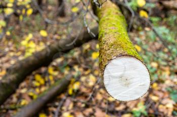fresh saw-cut of fallen tree in wet forest of city park on autumn day (focus on surface of saw-cut on foreground and blurred background0