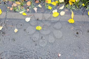 top view of puddle with floating fallen yellow leaves on sidewalk in autumn rain
