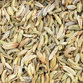 square food background - dried fennel seeds close up