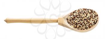 wooden spoon with blend of quinoa grains isolated on white background
