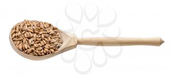 spelt wheat grains in wooden spoon isolated on white background