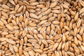 food background - many spelt wheat grains close up