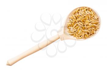 top view of Kamut Khorasan wheat grains in wood spoon isolated on white background