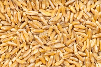 food background - many Kamut Khorasan wheat grains close up
