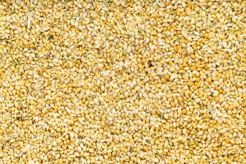 food background - whole-grain foxtail millet seeds close up