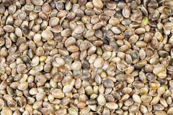 food background - many unpeeled hemp seeds