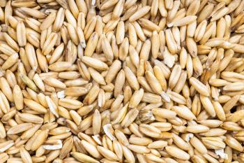 food background - uncooked whole-grain oat groats