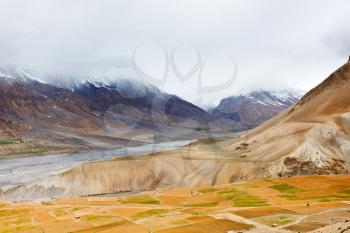 Fields in Spiti Valley in Himalayas. Himachal Pradesh, India