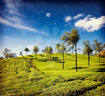 Vintage retro hipster style travel image of tea plantations. Munnar, Kerala, India