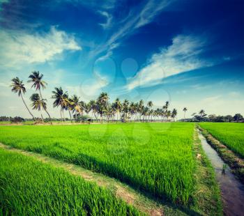 Vintage retro hipster style travel image of rural Indian scene - rice paddy field and palms. Tamil Nadu, India