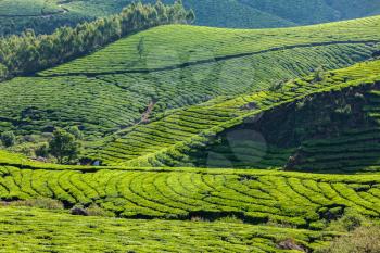Kerala India travel background - green tea plantations in Munnar, Kerala, India - tourist attraction