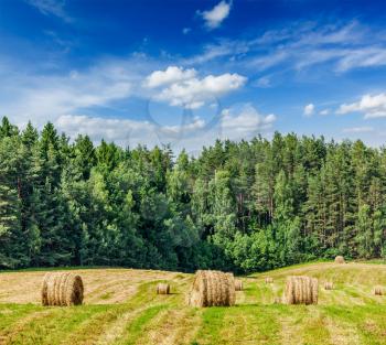 Agriculture background - Hay bales on field in summer