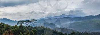 Panorama of cloudy morning in hills with lonely tree on sunrise in hills. Kerala, India