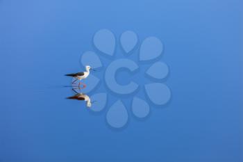 Solitude concept background -  The Black-winged Stilt ( Common Stilt, or Pied Stilt (Himantopus himantopus)) in water with reflection