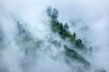 Peacful serene scenery - mountain forest trees in clouds in Himalayas. Kullu valley, Himachal Pradesh, India