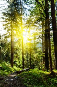 Spring summer green forest with sunrays