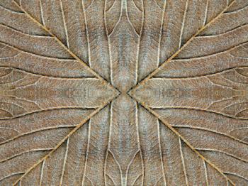 Autumn leaf texture suitable as abstract symmetrical background.