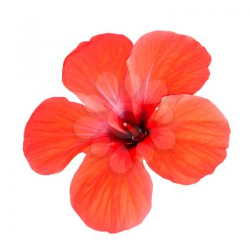 Red hibiscus flower taken closeup isolated on white background.