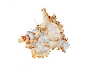 Seashell isolated on white background.