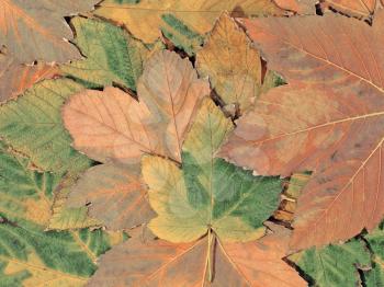 Autumn Maple Leaves as Abstract Background.