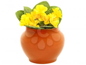 Clay pot and yellow flower isolated on white background.