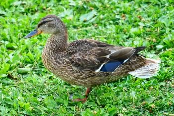 Duck on a green grass taken closeup.