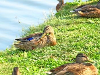 Mallard ducks sitting on the river coast.