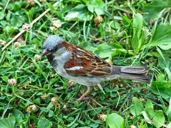 Little sparrow on greeen grass taken closeup.
