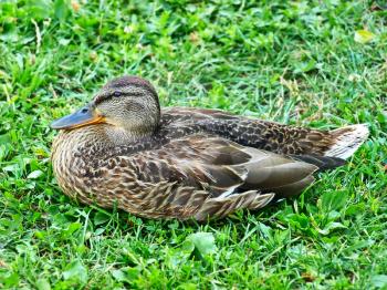 Grey mallard duck sitting on a green grass.