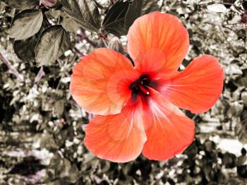 Red hibiscus flower on a branch.Selective sepia. 